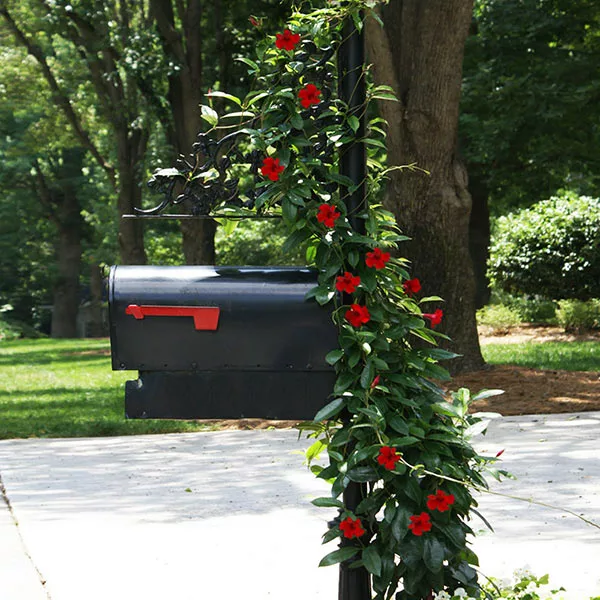 Brighter Blooms Mandevilla 'Crimson Red' Vine 1 Brighter Blooms Mandevilla 'Crimson Red' Vine