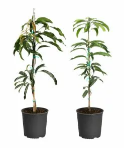 Brighter Blooms Mangos Trees Mango Kit
