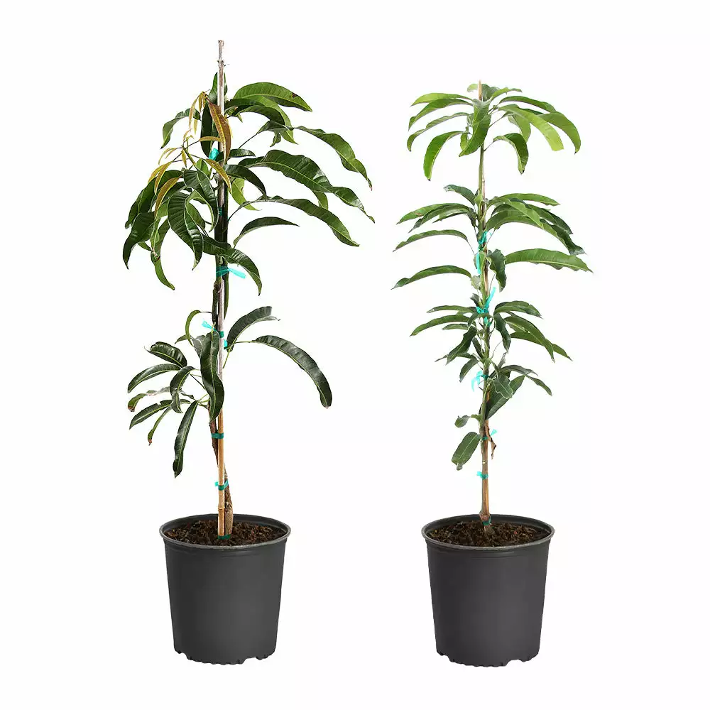 Brighter Blooms Mangos Trees Mango Kit 2 Brighter Blooms Mangos Trees Mango Kit