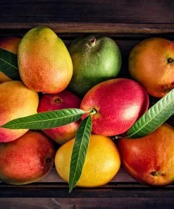 Brighter Blooms Mangos Trees Mango Kit 9 Brighter Blooms Mangos Trees Mango Kit