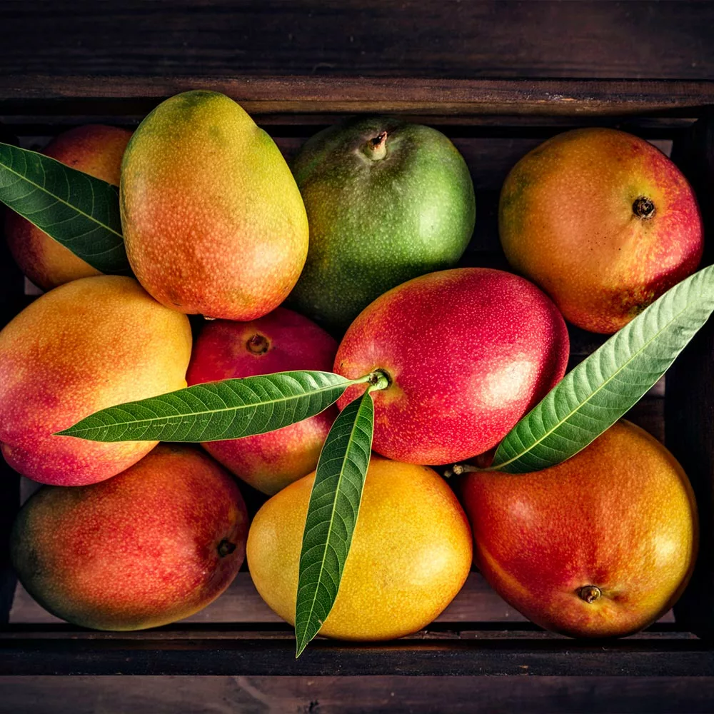 Brighter Blooms Mangos Trees Mango Kit 4 Brighter Blooms Mangos Trees Mango Kit