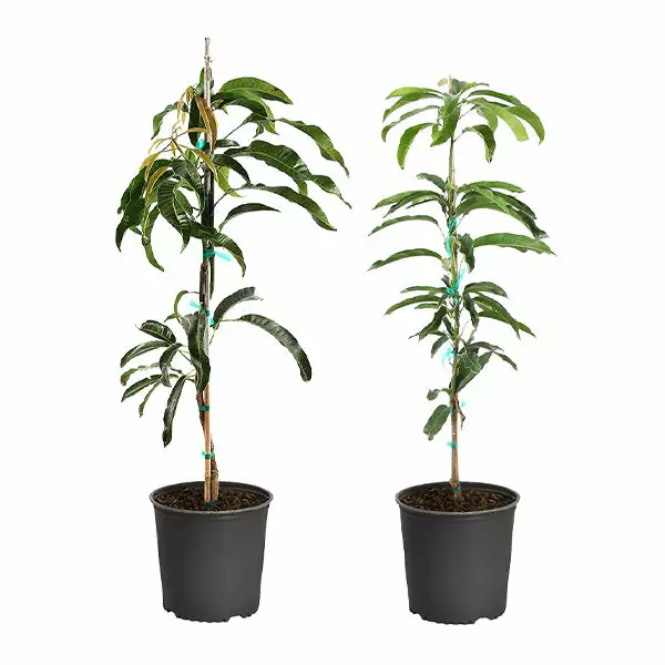 Brighter Blooms Mangos Trees Mango Kit 1 Brighter Blooms Mangos Trees Mango Kit