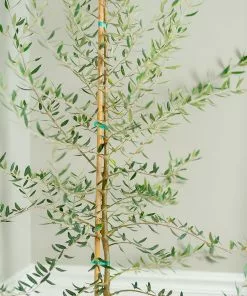 Brighter Blooms Manzanillo Olive Tree 5 Brighter Blooms Manzanillo Olive Tree