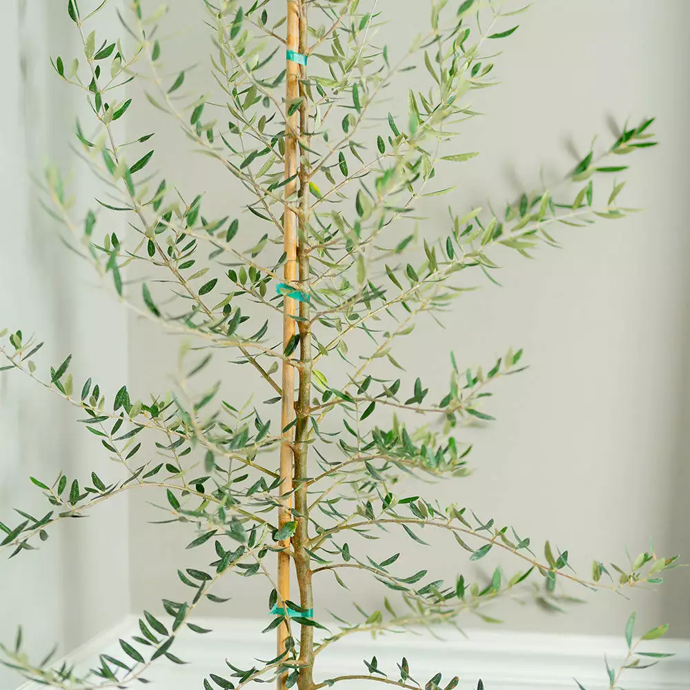 Brighter Blooms Manzanillo Olive Tree 3 Brighter Blooms Manzanillo Olive Tree