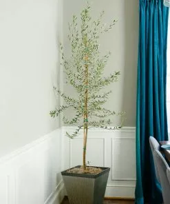 Brighter Blooms Manzanillo Olive Tree