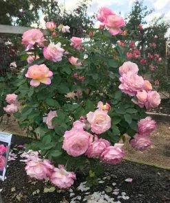 Brighter Blooms Roses Marc Chagall™ Rose 5 Brighter Blooms Roses Marc Chagall™ Rose