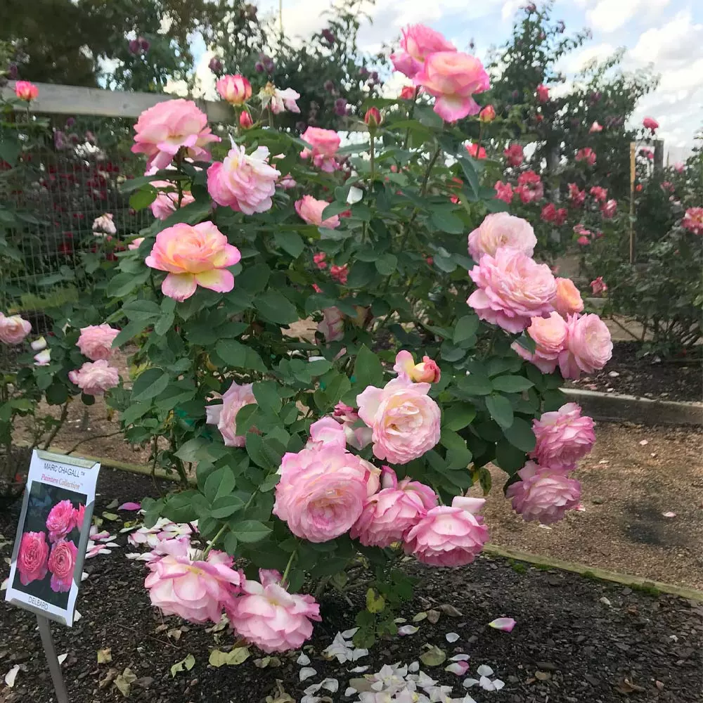 Brighter Blooms Roses Marc Chagall™ Rose 3 Brighter Blooms Roses Marc Chagall™ Rose