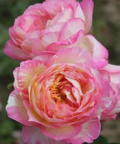 Brighter Blooms Roses Marc Chagall™ Rose