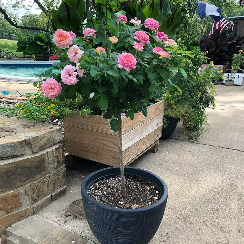 Brighter Blooms Marc Chagall™ Rose Tree Roses 4 Brighter Blooms Marc Chagall™ Rose Tree Roses