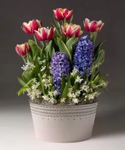 Brighter Blooms Love Struck Bulb Garden SHOP ALL