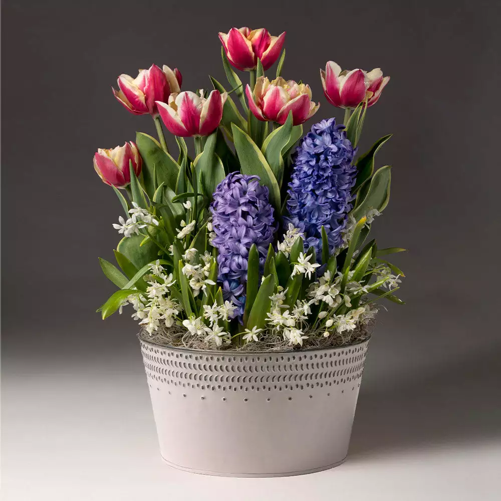 Brighter Blooms Love Struck Bulb Garden SHOP ALL 2 Brighter Blooms Love Struck Bulb Garden SHOP ALL