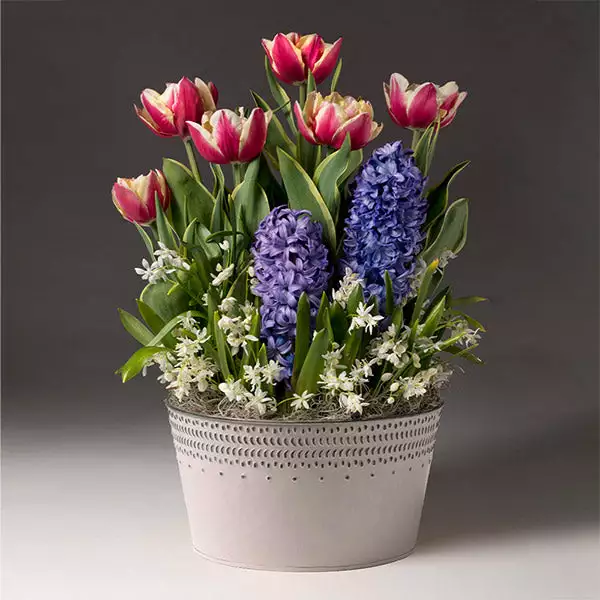 Brighter Blooms Love Struck Bulb Garden SHOP ALL 1 Brighter Blooms Love Struck Bulb Garden SHOP ALL