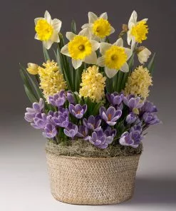 Brighter Blooms Sunny Day Bulb Garden