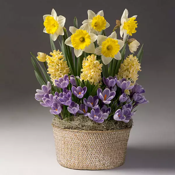 Brighter Blooms Sunny Day Bulb Garden 1 Brighter Blooms Sunny Day Bulb Garden