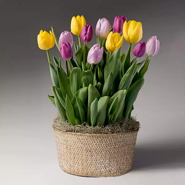 Brighter Blooms Love Note Tulip Trio 1 Brighter Blooms Love Note Tulip Trio