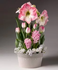 Brighter Blooms Purely Pink Bulb Garden