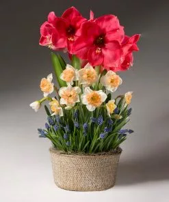 Brighter Blooms Spring Daze Bulb Garden