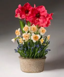 Brighter Blooms Spring Daze Bulb Garden