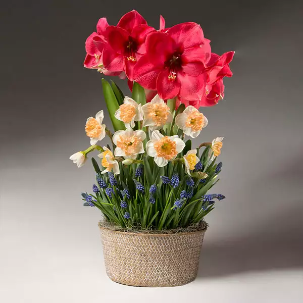 Brighter Blooms Spring Daze Bulb Garden 1 Brighter Blooms Spring Daze Bulb Garden