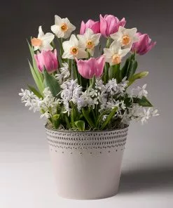 Brighter Blooms Soft & Sweet Bulb Garden SHOP ALL