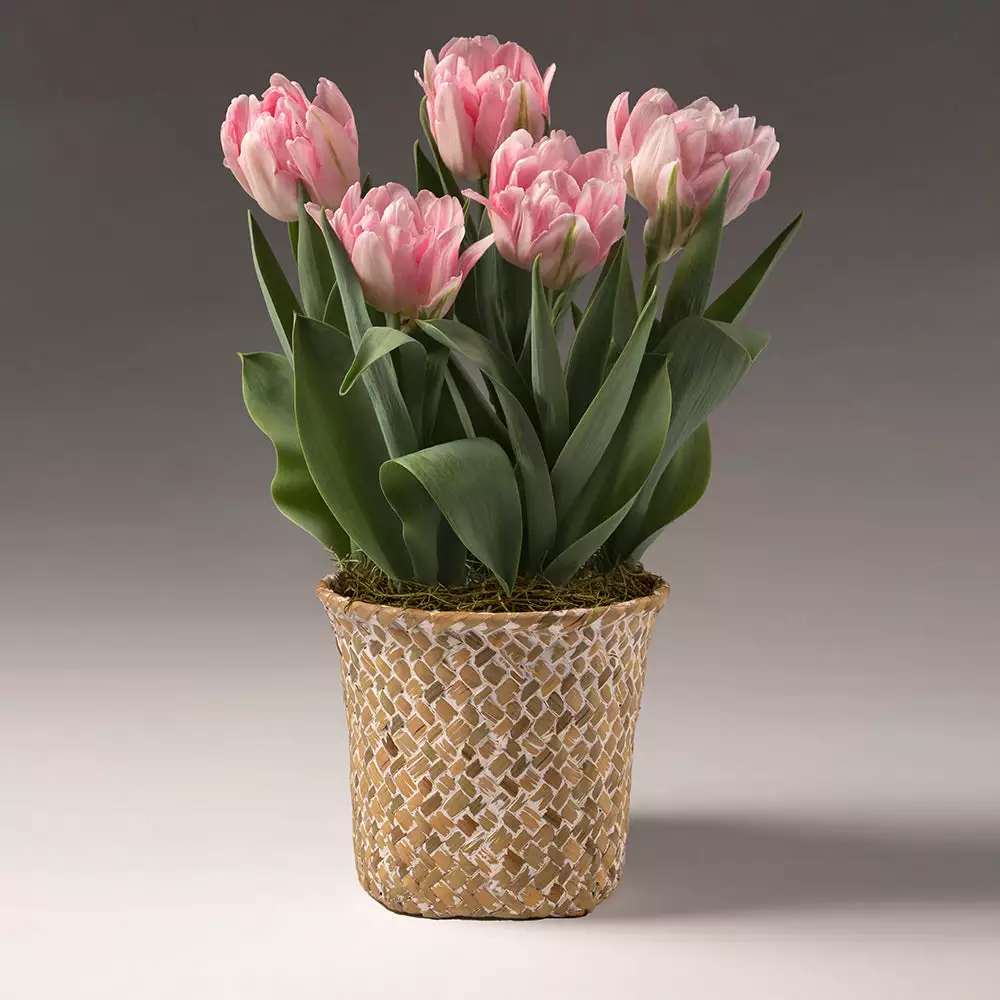 Brighter Blooms Spring Blooming Tulip Bulbs Pot SHOP ALL 2 Brighter Blooms Spring Blooming Tulip Bulbs Pot SHOP ALL