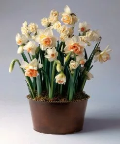 Brighter Blooms Happily Ever After Narcissus Trio SHOP ALL