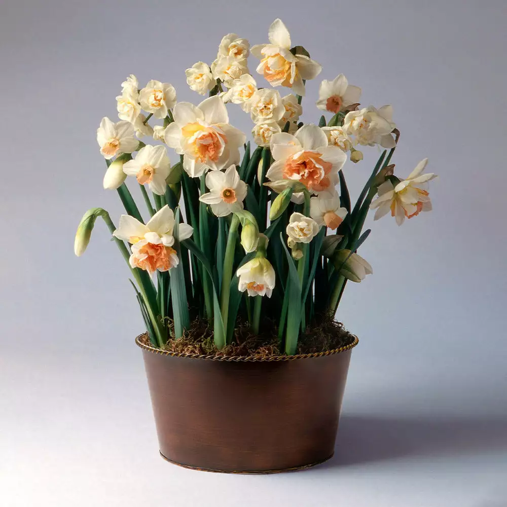 Brighter Blooms Happily Ever After Narcissus Trio SHOP ALL 2 Brighter Blooms Happily Ever After Narcissus Trio SHOP ALL
