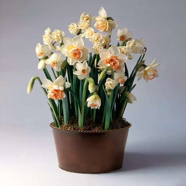 Brighter Blooms Happily Ever After Narcissus Trio SHOP ALL 1 Brighter Blooms Happily Ever After Narcissus Trio SHOP ALL