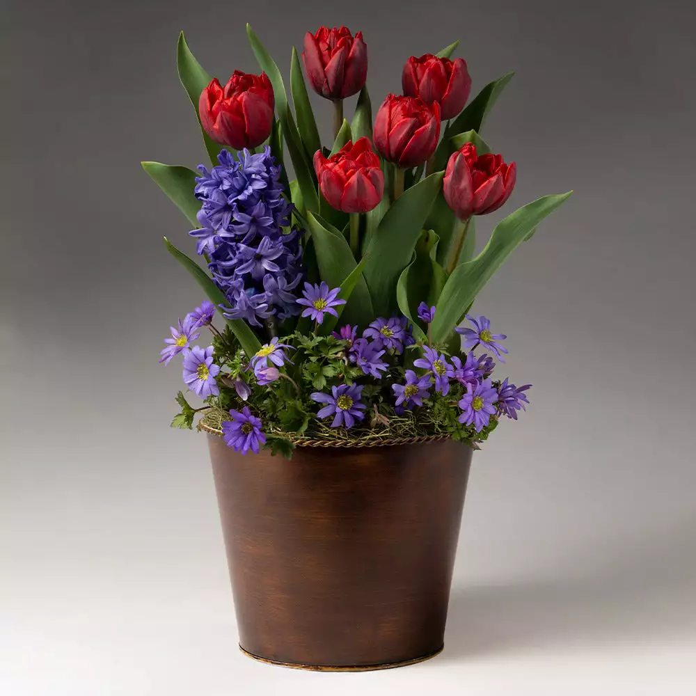 Brighter Blooms Red Royalty Bulb Garden SHOP ALL 2 Brighter Blooms Red Royalty Bulb Garden SHOP ALL