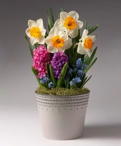 Brighter Blooms SHOP ALL Pure Magic Bulb Garden