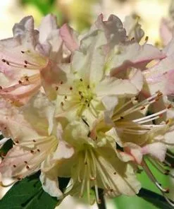 Brighter Blooms Shrubs & Hedges Mary Fleming Rhododendron Shrub