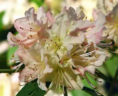 Brighter Blooms Shrubs & Hedges Mary Fleming Rhododendron Shrub 2 Brighter Blooms Shrubs & Hedges Mary Fleming Rhododendron Shrub