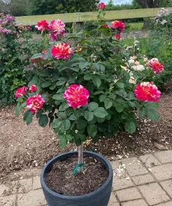Brighter Blooms Maurice Utrillo™ Rose Tree 5 Brighter Blooms Maurice Utrillo™ Rose Tree