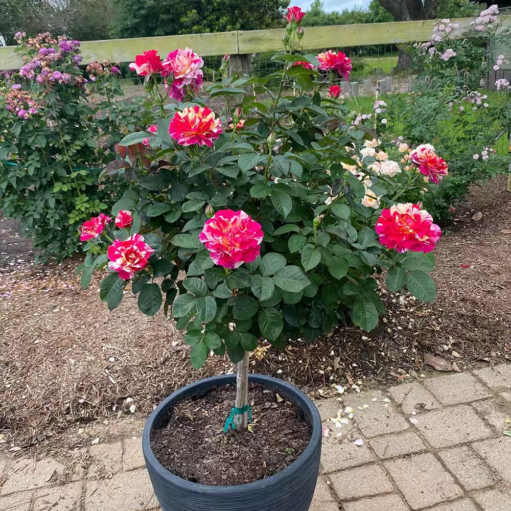 Brighter Blooms Maurice Utrillo™ Rose Tree 3 Brighter Blooms Maurice Utrillo™ Rose Tree