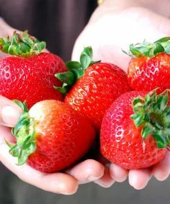 Brighter Blooms Maxim Strawberry Plant 6 Brighter Blooms Maxim Strawberry Plant