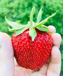 Brighter Blooms Maxim Strawberry Plant