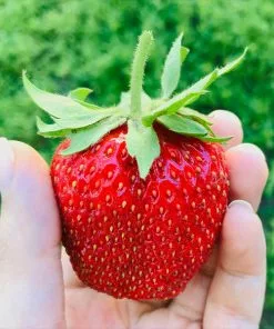 Brighter Blooms Maxim Strawberry Plant