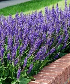 Brighter Blooms May Night Salvia Plant Shrubs & Hedges 6 Brighter Blooms May Night Salvia Plant Shrubs & Hedges