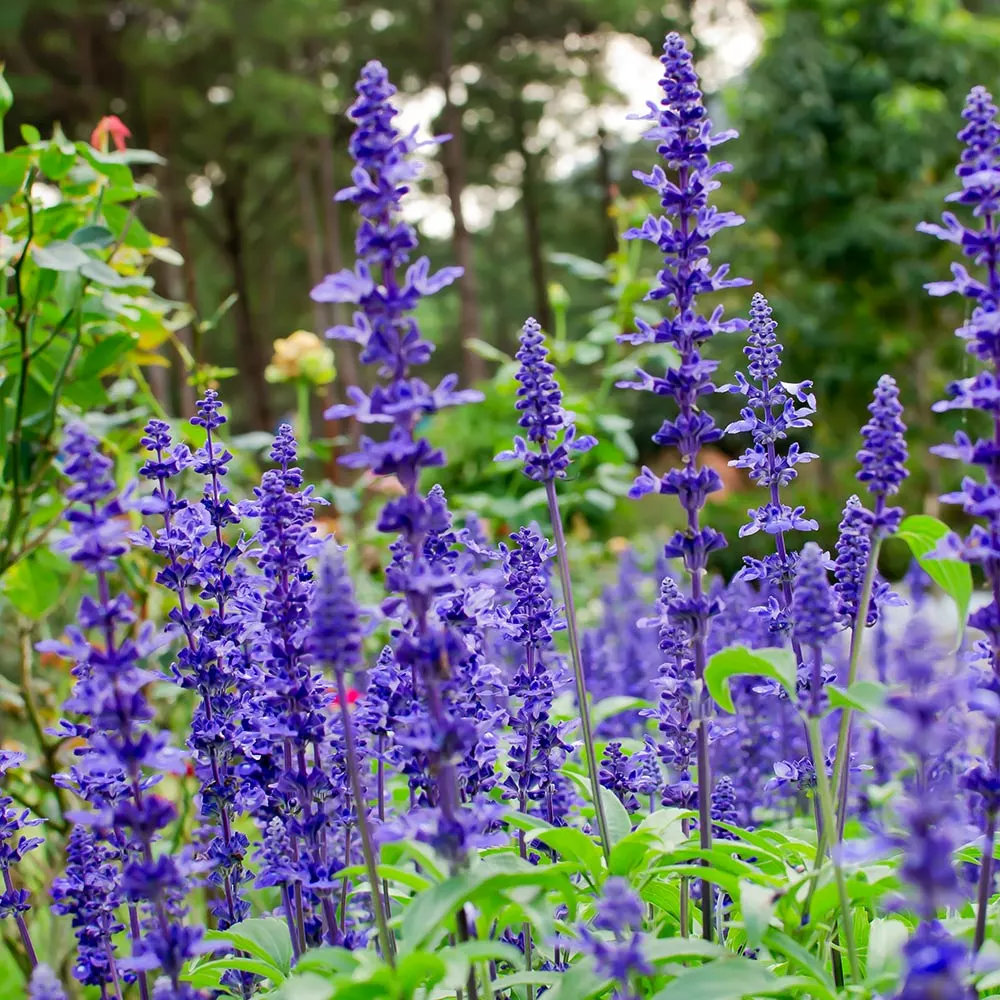 Brighter Blooms May Night Salvia Plant Shrubs & Hedges 2 Brighter Blooms May Night Salvia Plant Shrubs & Hedges