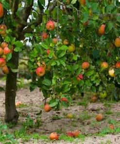 Brighter Blooms McIntosh Apple Tree 7 Brighter Blooms McIntosh Apple Tree