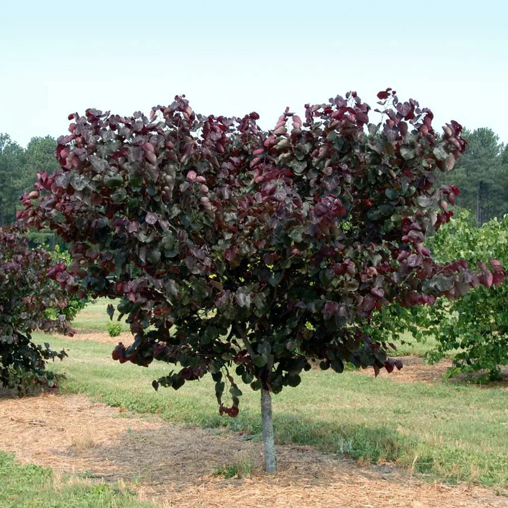 Brighter Blooms Merlot Redbud Tree 2 Brighter Blooms Merlot Redbud Tree