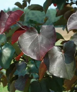 Brighter Blooms Merlot Redbud Tree 6 Brighter Blooms Merlot Redbud Tree