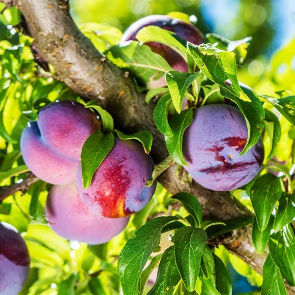 Brighter Blooms Fruit Trees Methley Plum Tree 1 Brighter Blooms Fruit Trees Methley Plum Tree