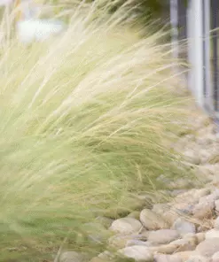 Brighter Blooms Mexican Feather Grass Ornamental Grasses