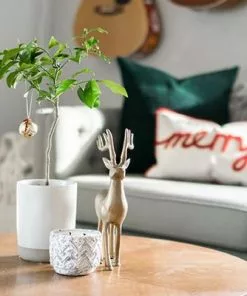 Brighter Blooms Meyer Lemon Gift Tree Fruit Trees