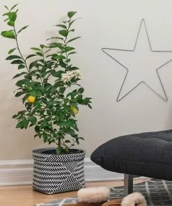 Brighter Blooms Meyer Lemon Bush House & Patio 7 Brighter Blooms Meyer Lemon Bush House & Patio