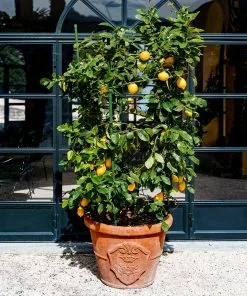 Brighter Blooms Meyer Lemon Bush House & Patio 9 Brighter Blooms Meyer Lemon Bush House & Patio