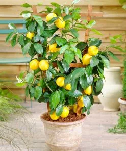 Brighter Blooms Meyer Lemon Bush House & Patio