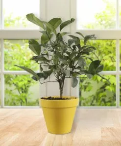 Brighter Blooms Meyer Lemon Gift Tree Fruit Trees 5 Brighter Blooms Meyer Lemon Gift Tree Fruit Trees