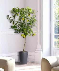 Brighter Blooms Meyer Lemon Tree Fruit Trees 17 Brighter Blooms Meyer Lemon Tree Fruit Trees